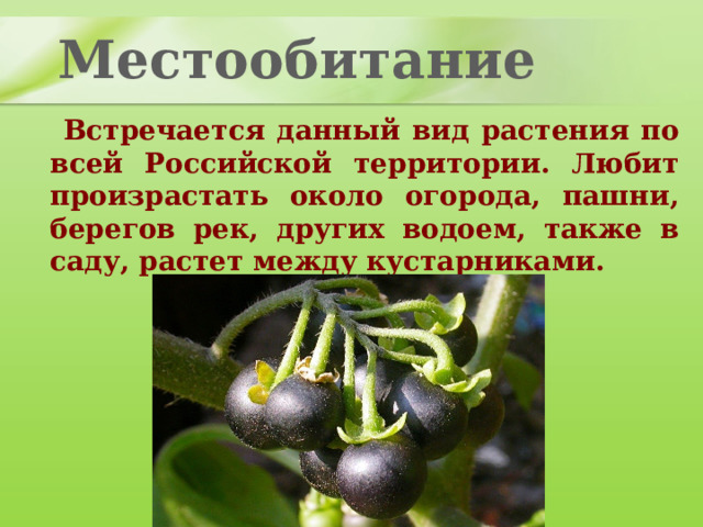 Местообитание  Встречается данный вид растения по всей Российской территории. Любит произрастать около огорода, пашни, берегов рек, других водоем, также в саду, растет между кустарниками. 