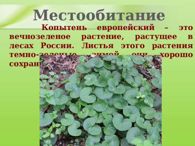 Местообитание  Копытень европейский – это вечнозеленое растение, растущее в лесах России. Листья этого растения темно-зеленые, зимой они хорошо сохраняются под снегом. 