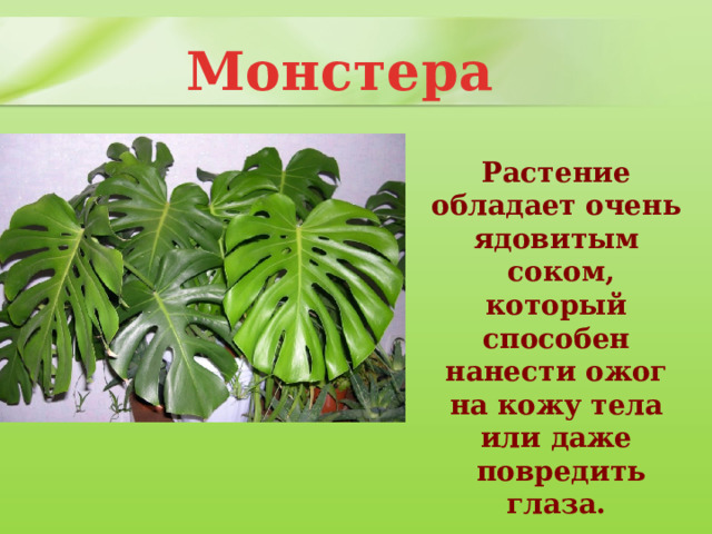  Монстера Растение обладает очень ядовитым  соком, который способен нанести ожог на кожу тела или даже  повредить глаза. 