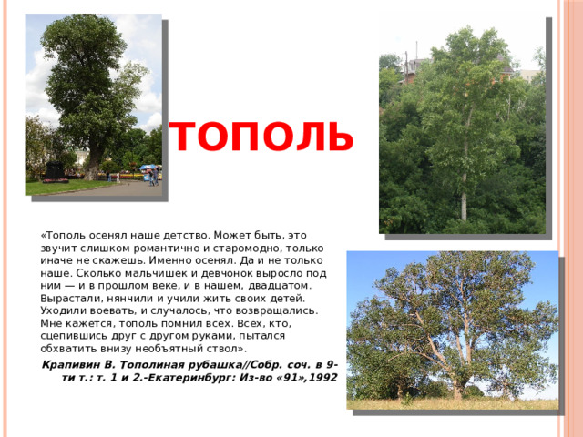 ТОПОЛЬ «Тополь осенял наше детство. Может быть, это звучит слишком романтично и старомодно, только иначе не скажешь. Именно осенял. Да и не только наше. Сколько мальчишек и девчонок выросло под ним — и в прошлом веке, и в нашем, двадцатом. Вырастали, нянчили и учили жить своих детей. Уходили воевать, и случалось, что возвращались. Мне кажется, тополь помнил всех. Всех, кто, сцепившись друг с другом руками, пытался обхватить внизу необъятный ствол». Крапивин В. Тополиная рубашка//Собр. соч. в 9-ти т.: т. 1 и 2.-Екатеринбург: Из-во «91»,1992 