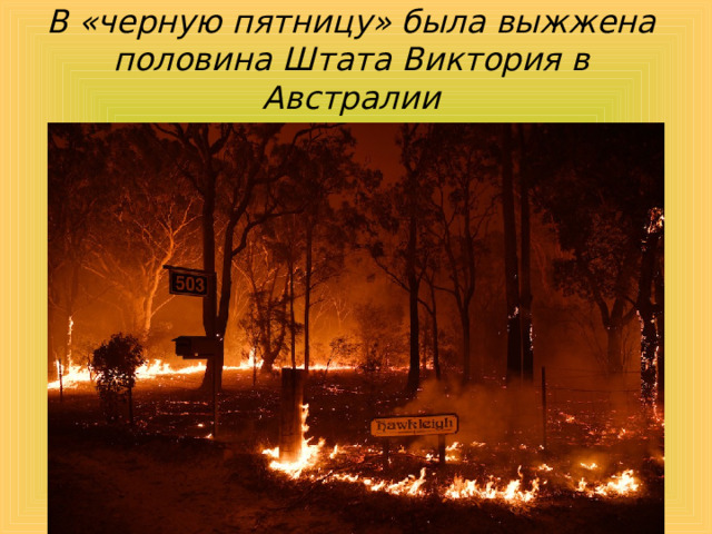 В «черную пятницу» была выжжена половина Штата Виктория в Австралии 