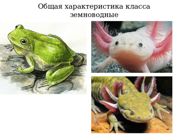 Общая характеристика класса земноводные 