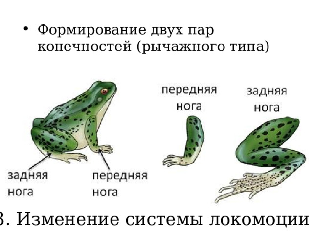 Формирование двух пар конечностей (рычажного типа) 3. Изменение системы локомоции 