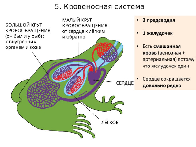 5. Кровеносная система 