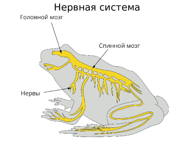 Нервная система 