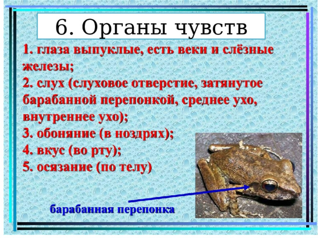 6. Органы чувств 