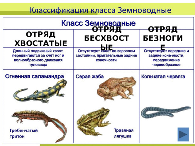 ОТРЯД  ХВОСТАТЫЕ ОТРЯД БЕЗНОГИЕ ОТРЯД  БЕСХВОСТЫЕ 