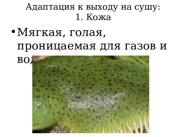 Адаптация к выходу на сушу:  1. Кожа Мягкая, голая, проницаемая для газов и воды 