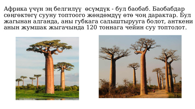 Африка үчүн эң белгилүү өсүмдүк - бул баобаб. Баобабдар сөңгөктөгү сууну топтоого жөндөмдүү өтө чоң дарактар. Бул жагынан алганда, аны губкага салыштырууга болот, анткени анын жумшак жыгачында 120 тоннага чейин суу топтолот. 