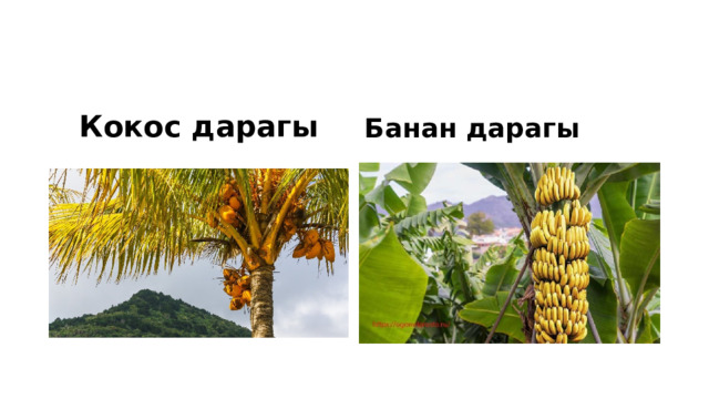 Кокос дарагы Банан дарагы 