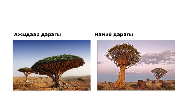 Ажыдаар дарагы Намиб дарагы 