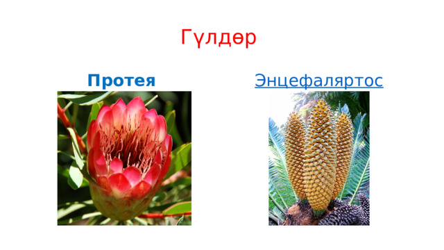 Гүлдөр Протея Энцефаляртос 