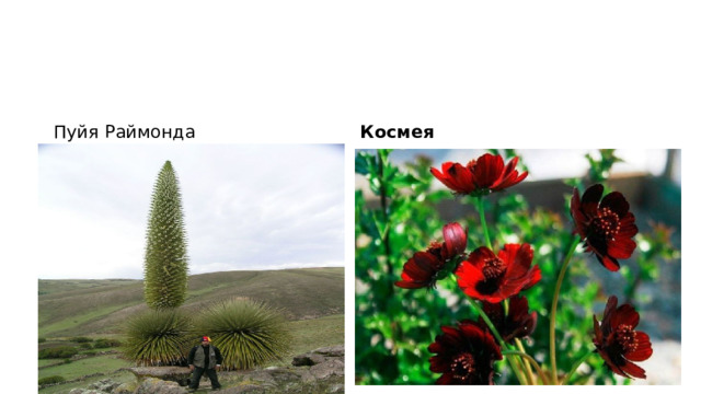 Пуйя Раймонда Космея 