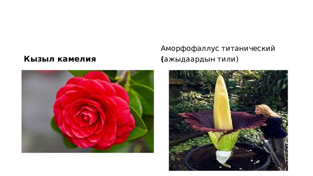 Кызыл камелия Аморфофаллус титанический  ( ажыдаардын тили) 