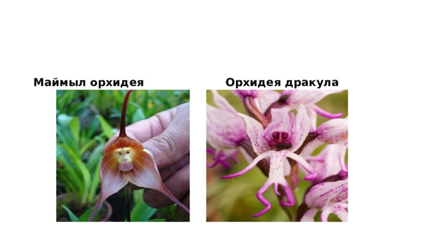 Маймыл орхидея Орхидея дракула 