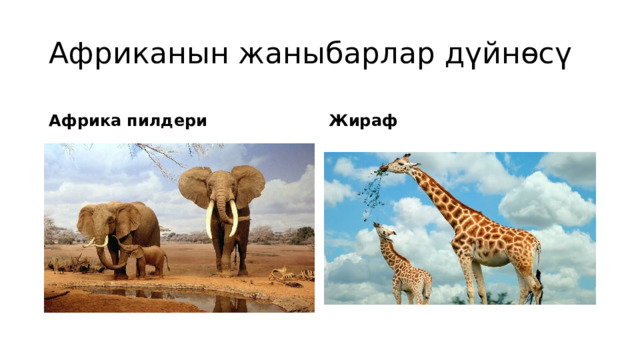 Африканын жаныбарлар дүйнөсү Африка пилдери Жираф 