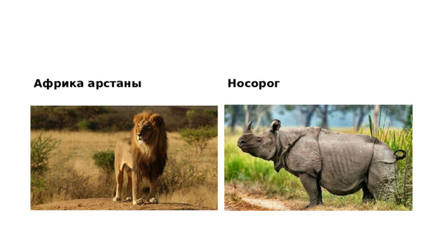Африка арстаны Носорог 
