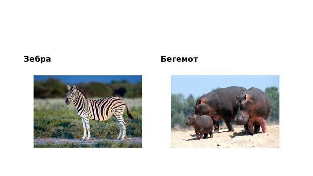 Зебра Бегемот 
