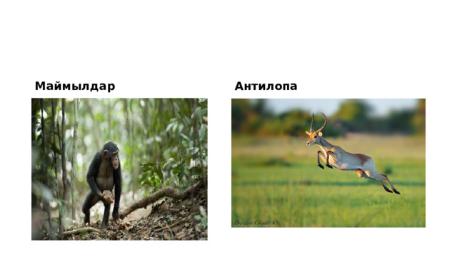 Маймылдар Антилопа 
