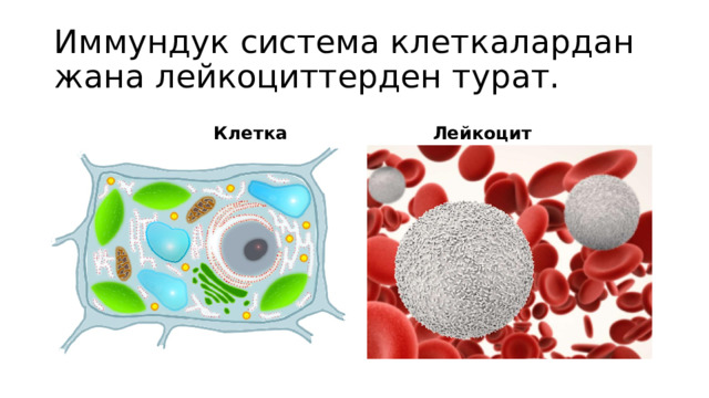 Иммундук система клеткалардан жана лейкоциттерден турат.   Клетка  Лейкоцит 
