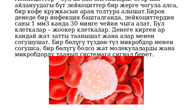    Лейкоциттер – бул ак кан клеткалары. Эгер кан айлануудагы бүт лейкоциттер бир жерге чогула алса, бир кофе кружкасын араң толтура алышат.Бирок денеде бир инфекция башталганда, лейкоциттердин саны 1 мм3 канда 30 миңге чейин чыга алат. Бул клеткалар – жоокер клеткалар. Денеге кирген ар кандай жат затты таанышат жана алар менен согушушат. Бир бөлүгү түздөн-түз микробдор менен согушса, бир бөлүгү болсо жат молекулаларды жана микробдорду таанып системага сигнал берет. 