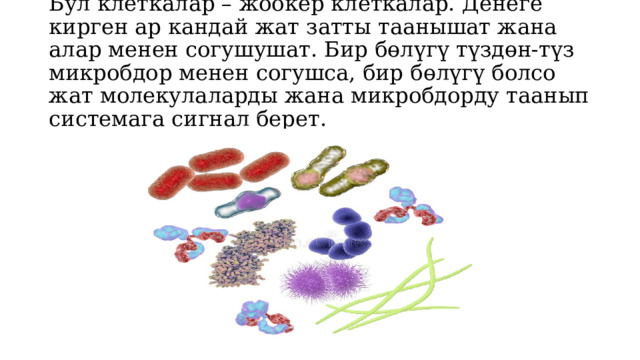 Бул клеткалар – жоокер клеткалар. Денеге кирген ар кандай жат затты таанышат жана алар менен согушушат. Бир бөлүгү түздөн-түз микробдор менен согушса, бир бөлүгү болсо жат молекулаларды жана микробдорду таанып системага сигнал берет.    
