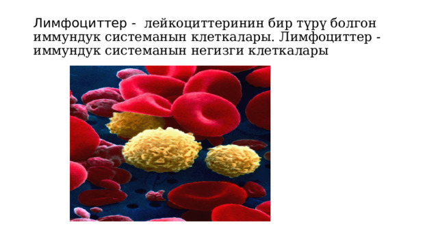 Лимфоциттер - лейкоциттеринин бир түрү болгон иммундук системанын клеткалары. Лимфоциттер - иммундук системанын негизги клеткалары 