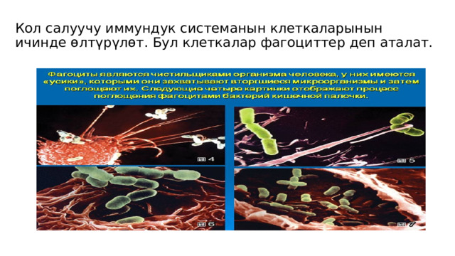 Кол салуучу иммундук системанын клеткаларынын ичинде өлтүрүлөт. Бул клеткалар фагоциттер деп аталат.   