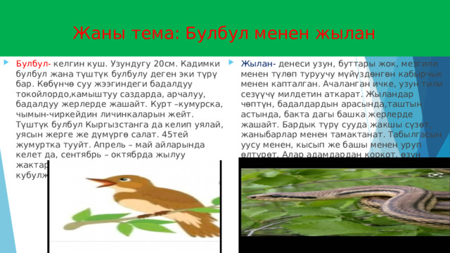   Жаны тема: Булбул менен жылан Булбул- келгин куш. Узундугу 20см. Кадимки булбул жана түштүк булбулу деген эки түрү бар. Көбүнчө суу жээгиндеги бадалдуу токойлордо,камыштуу саздарда, арчалуу, бадалдуу жерлерде жашайт. Курт –кумурска, чымын-чиркейдин личинкаларын жейт. Түштүк булбул Кыргызстанга да келип уялай, уясын жерге же дүмүргө салат. 45тей жумуртка тууйт. Апрель – май айларында келет да, сентябрь – октябрда жылуу жактарга учуп кетет. Көбунчө эркеги кубулжутуп сарайт. Жылан- денеси узун, буттары жок, мезгили менен түлөп туруучу мүйүздөнгөн кабырчык менен капталган. Ачаланган ичке, узун тили сезүүчү милдетин аткарат. Жыландар чөптүн, бадалдардын арасында,таштын астында, бакта дагы башка жерлерде жашайт. Бардык түрү сууда жакшы сүзөт, жаныбарлар менен тамактанат. Табылгасын уусу менен, кысып же башы менен уруп өлтүрөт. Алар адамдардан коркот, өзүн коргоо үчүн чагып алат. 