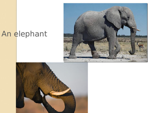 An elephant 