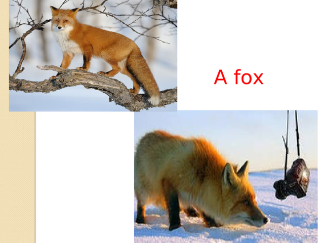 A fox 