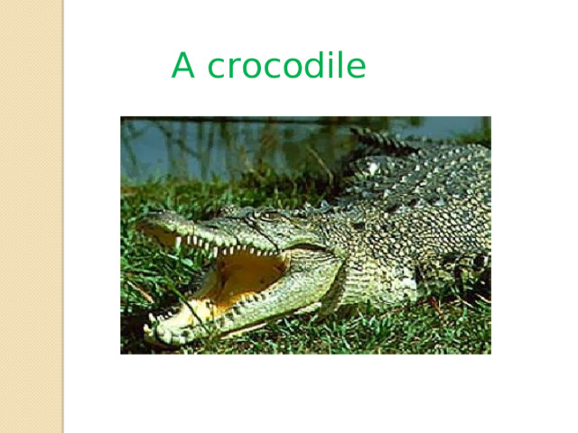  A crocodile 