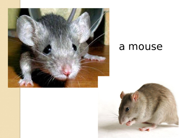 a mouse 