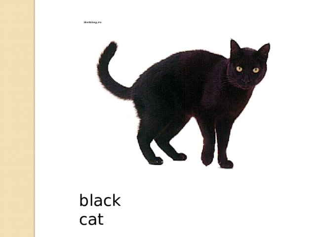 black cat 