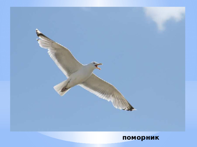поморник 