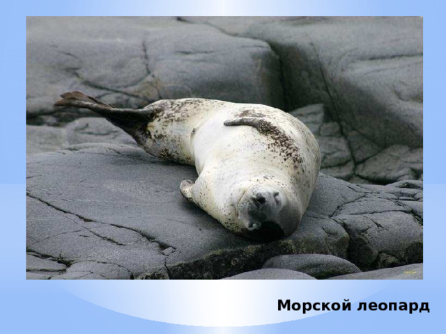 Морской леопард 