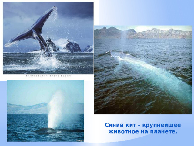  Синий кит - крупнейшее животное на планете. 