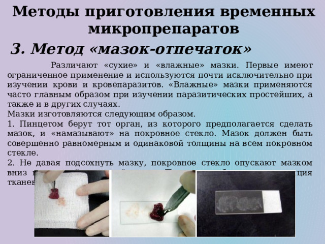 Методы приготовления временных микропрепаратов 3. Метод «мазок-отпечаток»  Различают «сухие» и «влажные» мазки. Первые имеют ограниченное применение и используются почти исключительно при изучении крови и кровепаразитов. «Влажные» мазки применяются часто главным образом при изучении паразитических простейших, а также и в других случаях. Мазки изготовляются следующим образом. 1. Пинцетом берут тот орган, из которого предполагается сделать мазок, и «намазывают» на покровное стекло. Мазок должен быть совершенно равномерным и одинаковой толщины на всем покровном стекле. 2. Не давая подсохнуть мазку, покровное стекло опускают мазком вниз на теплый этиловый спирт. Происходит быстрая коагуляция тканевых элементов, и мазок плотно пристает к стеклу. 