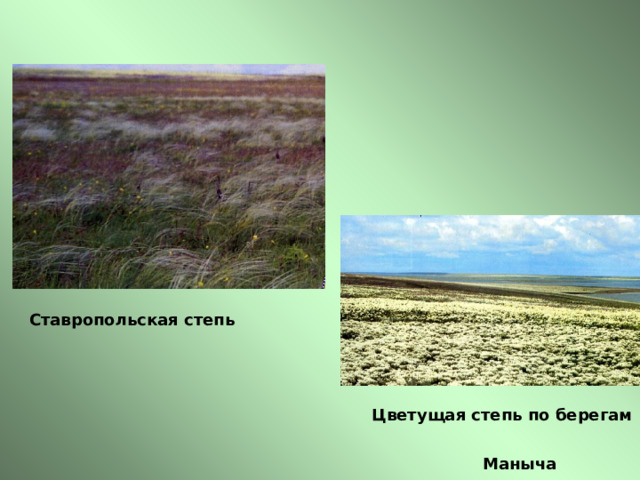  Ставропольская степь Цветущая степь по берегам  Маныча 