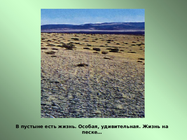 В пустыне есть жизнь. Особая, удивительная. Жизнь на песке… 