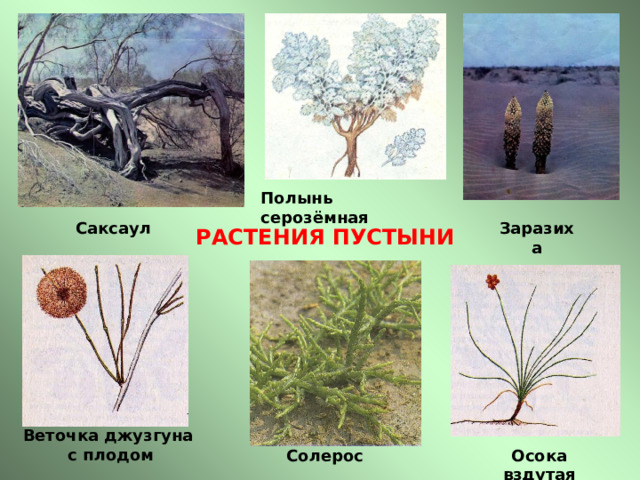 Полынь серозёмная Заразиха Саксаул РАСТЕНИЯ ПУСТЫНИ Веточка джузгуна с плодом Солерос Осока вздутая 