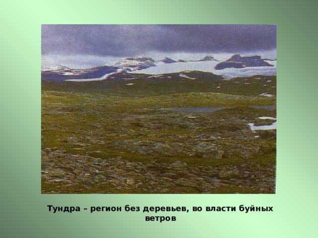 Тундра – регион без деревьев, во власти буйных ветров 