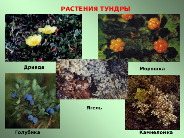 РАСТЕНИЯ ТУНДРЫ Дриада Морошка  Ягель Камнеломка Голубика 