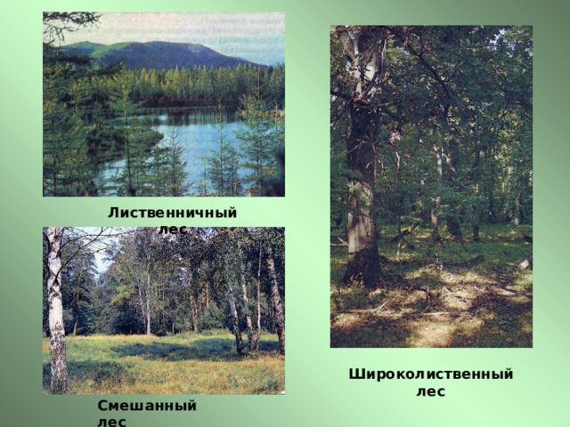 Лиственничный лес Широколиственный лес Смешанный лес 