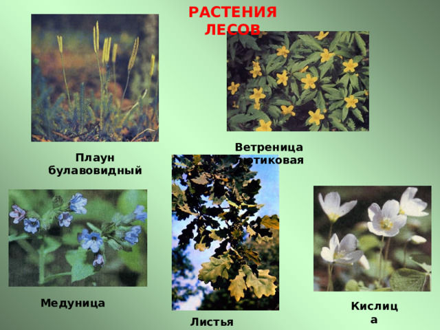РАСТЕНИЯ ЛЕСОВ Ветреница лютиковая Плаун булавовидный Медуница Кислица Листья дуба 