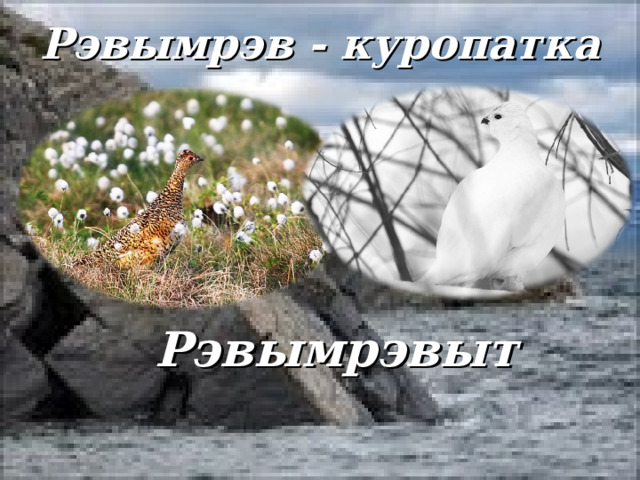 Рэвымрэв - куропатка Рэвымрэвыт 