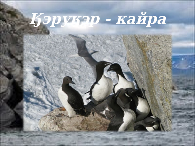 Ӄэруӄэр - кайра 