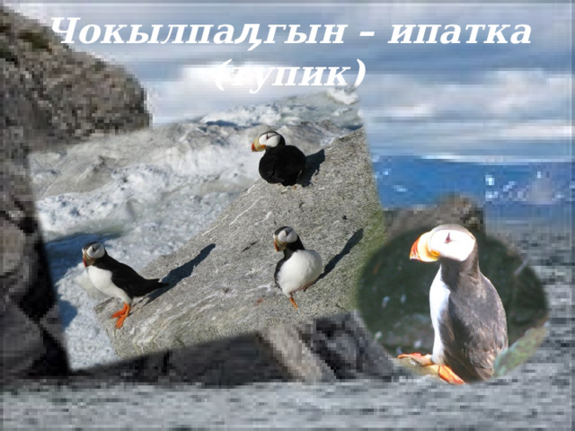 Чокылпаӆгын – ипатка (тупик) 