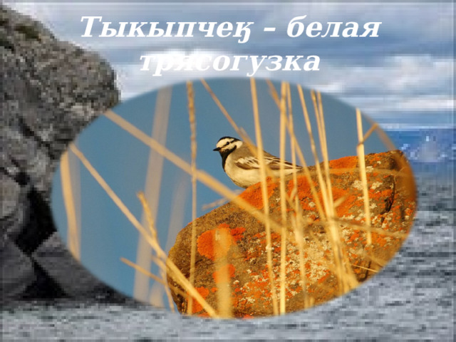 Тыкыпчеӄ – белая трясогузка 