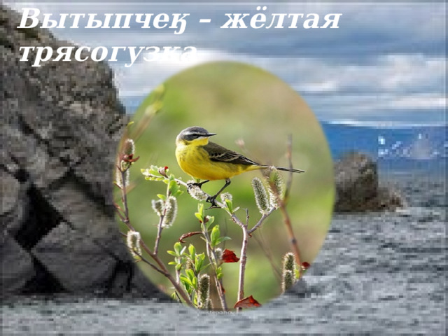 Вытыпчеӄ – жёлтая трясогузка 